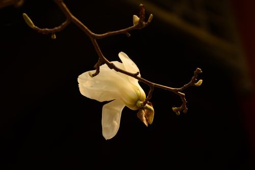 美美的玉兰花,拍摄地点:碑林公园,珠琳公园,墨艺苑.