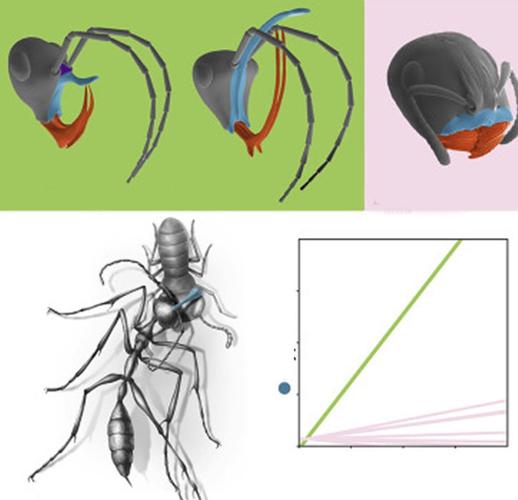 奇闻:9900万年前的命悬一线:白垩纪琥珀内,现地狱蚂蚁猎食画面