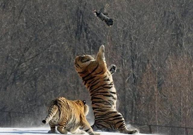 一只大鸟被丢进老虎园,鸟不甘心被吃,下一秒上演"一鸟戏二虎"!