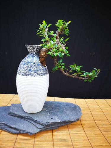 你不知道,其实瓶栽也很醉人|盆景|栀子|酒缸_新浪新闻