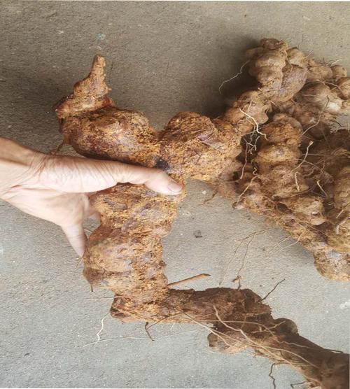 广西现挖新鲜正宗野生原味土茯苓硬饭头中药材500g满3斤包邮 - 好野味