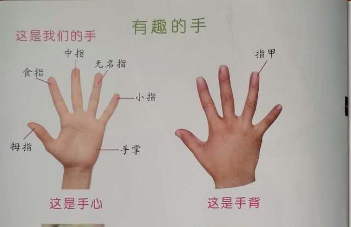 老师引导小朋友看书逐个说出:大拇指,食指,中指,无名指,小指,手心
