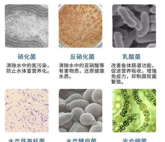 别动不动往鱼缸加硝化细菌,有时加了对养鱼也没用,我告诉你为啥