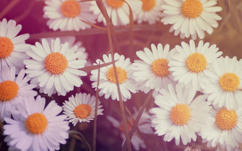 首页 桌面壁纸 植物壁纸 唯美小清新花卉高清壁纸