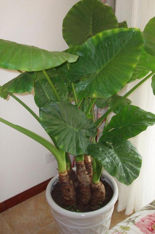 滴水观音有毒吗 滴水观音怎么养殖