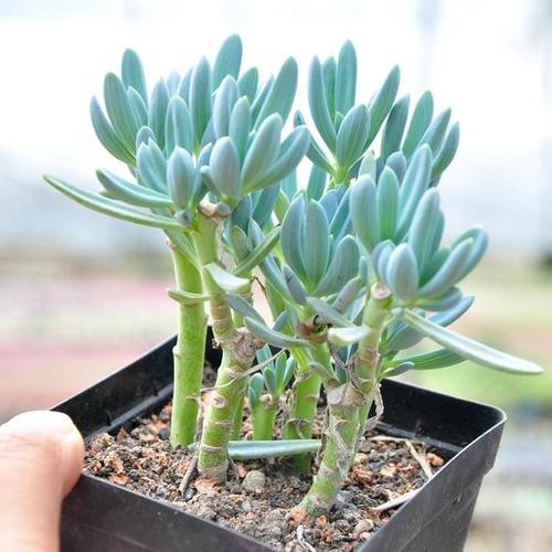 多肉蓝松,虽然不是松却有松的风韵,天蓝色的叶片迷住不少花友