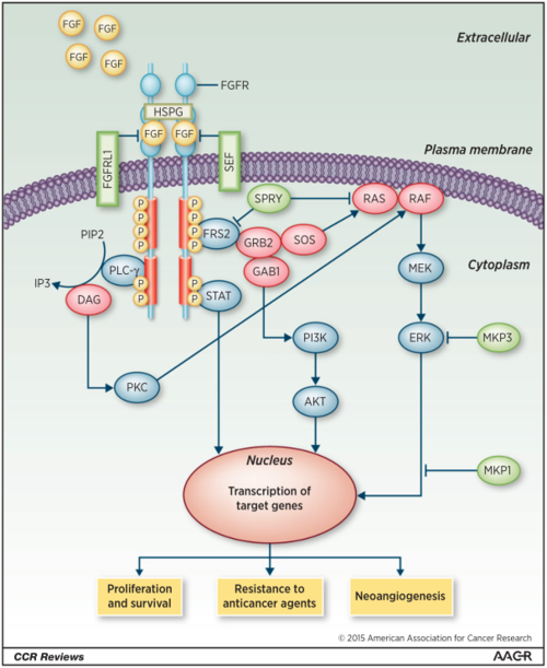 从而激活下游信号传导通路,包括ras/mapk,frs