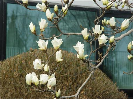 春天里的玉兰花