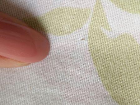 床上老是有这种白色的虫子,是什么虫子啊,咬人吗?