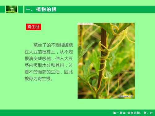 其它课程 小学自然课件-植物的根茎叶ppt  一,植物的根 寄生根 菟丝子