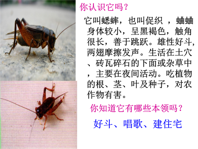 7蟋蟀的住宅.42.ppt 38页