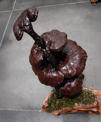 石头灵芝各种野生生态灵芝与梅地的山水巧妙融为一体,将梅地的美渲染