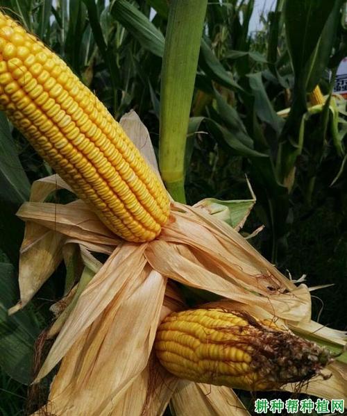蠡玉90玉米品种好不好