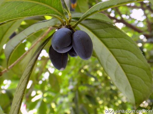 桂花果的果实性质