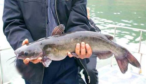 江西省吉安市峡江县的特产——峡江鮰鱼