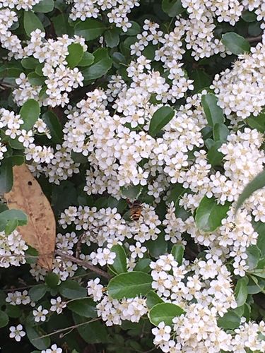 到处都是这种开小白花的树,曾见过花卉市场这种培养成盆景,很贵