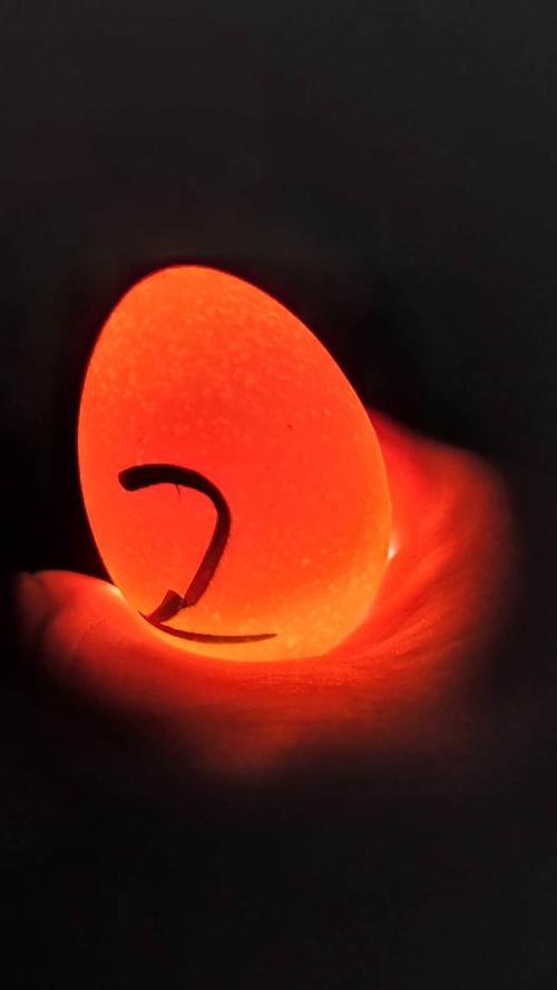 孵化小鸡第五天,手电筒照蛋四种不一样的效果