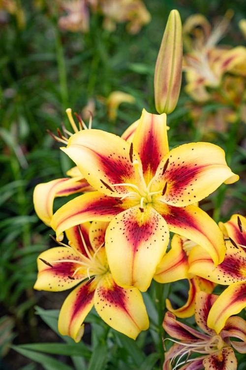 假装在国外,荷兰花海,为爱而生|郁金香|百合花|王潮歌