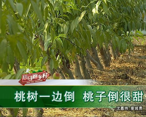 99%的嘉兴人都没见过的奇景,桃树一边倒.这是怎么了?