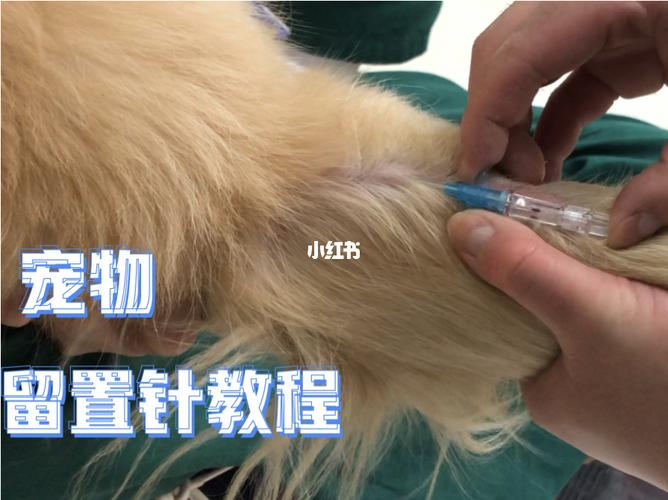宠物留置针_宠物_新手_兽医_宠物_狗