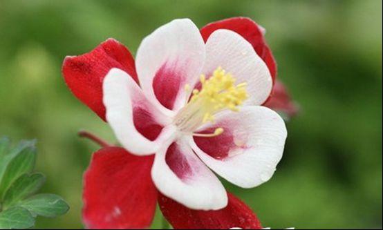 依米花的传说,神奇的戈壁植被