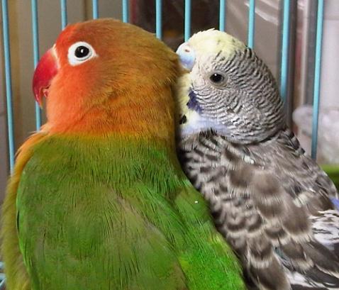 小乖成年了,有发情现象,最近仍追着紫罗兰跑,可惜虎皮和牡丹不是同一