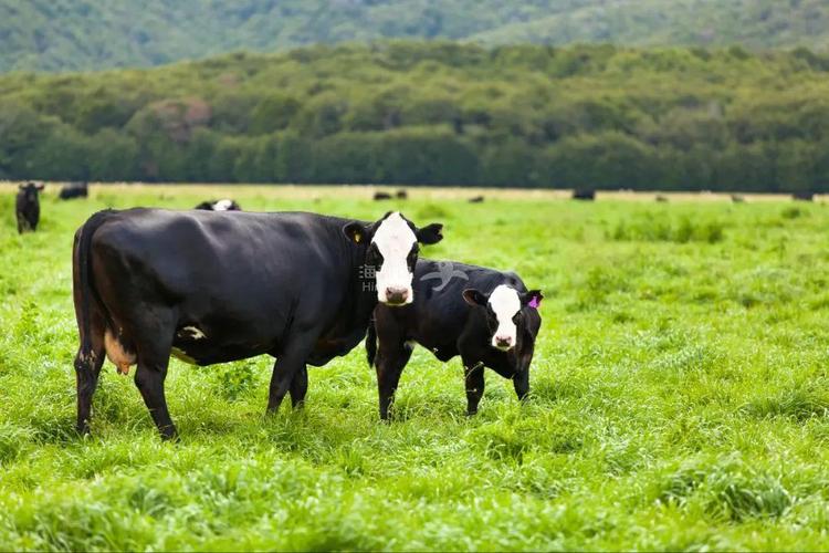 自有a2牧场 位于新西兰南岛奥塔哥 传统优质牧区 所有a2奶牛经基因