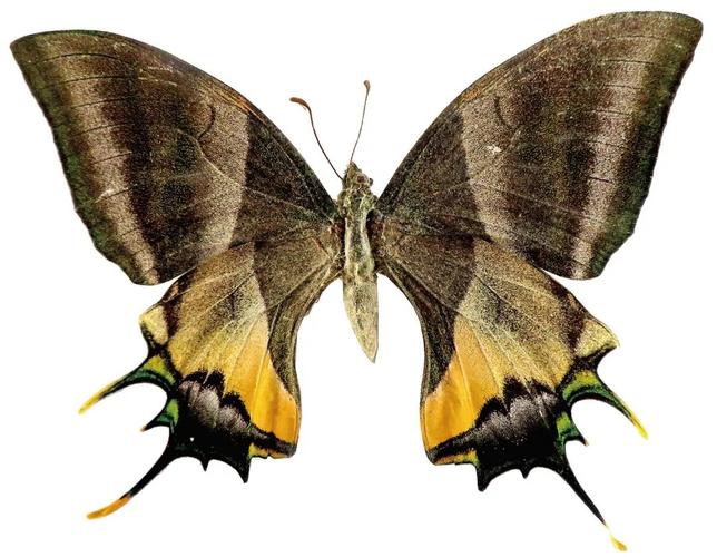 金带喙凤蝶(印度国蝶)