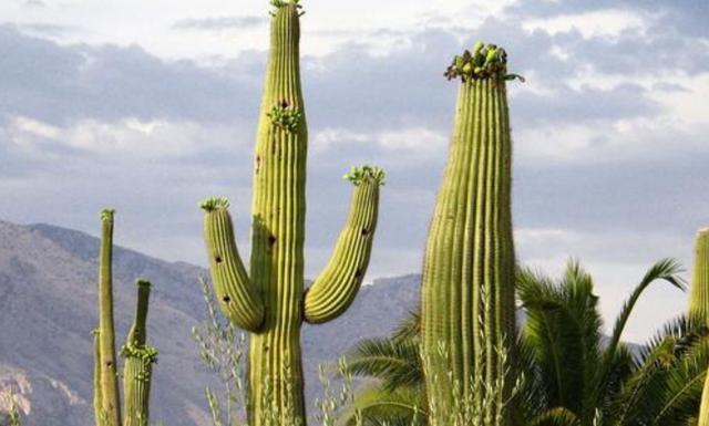 世界上最大的仙人掌之一树型仙人掌它的茎可以储存5吨雨水
