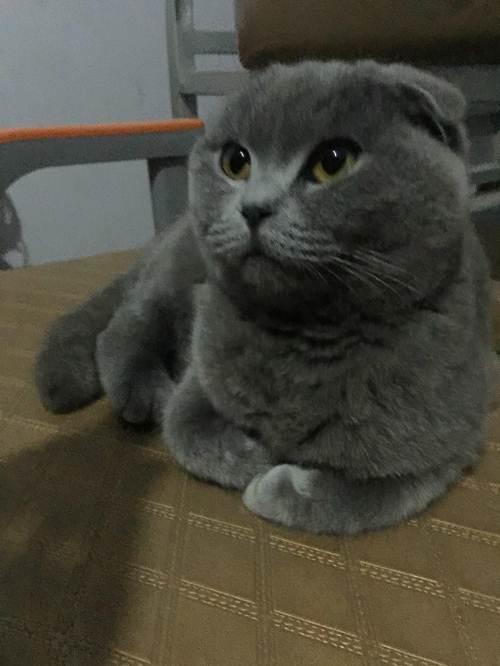 纯种英短折耳蓝猫