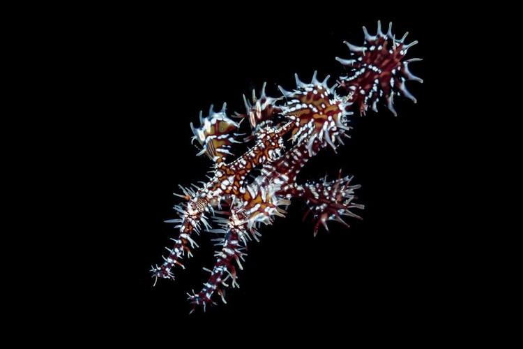 11,鬼海龙ornate ghost pipefish