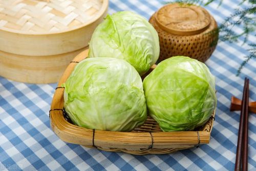 的学名叫甘蓝,它的名字非常多,有的地方叫莲花白,有的地方叫卷心菜