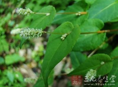 九牛造的药用价值与应用