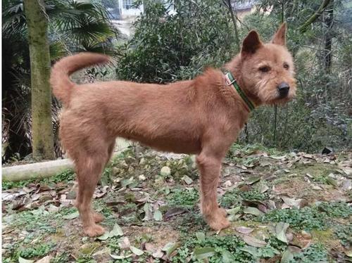 胡子狗,穿梭在大山深处,保留原始猎性的本土优秀猎犬
