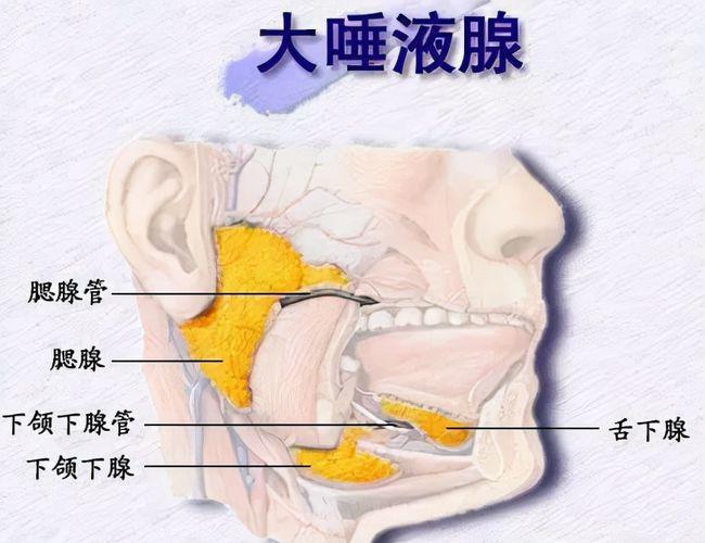 人体内有重大发现!喉咙深处发现新器官,它到底还有多少秘密