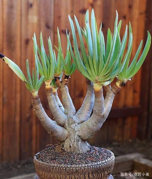 折扇芦荟很容易长成老桩,别
