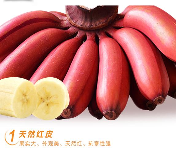 福建新鲜红香蕉红皮香蕉2.5kg土楼特产美人蕉孕妇水果 3斤_现价-1元