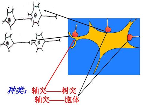 种类:轴突——树突 树突 种类:轴突 轴突——胞体 胞体 轴突