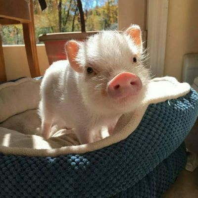 超萌猪头像可爱图片最近很火的猪的图片