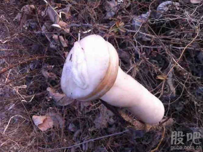 据有力人士不可靠消息在鸡你太美仓库盘点出300条明代肉灵芝!