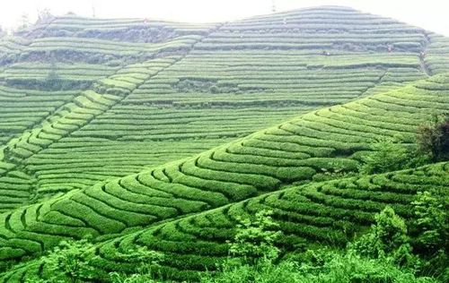 永川茶场梯田 永川茶山竹海茶场梯田位于茶山竹海景区内,而其"亚