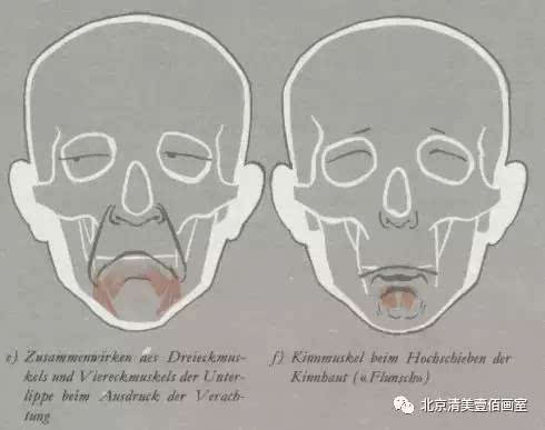 头部结构干货,给你详细分析一遍头部的结构!