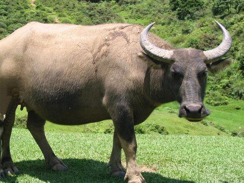 现在上传一张真实牛的照片,可以看出:牛的耳朵应该长在牛角的后面,而