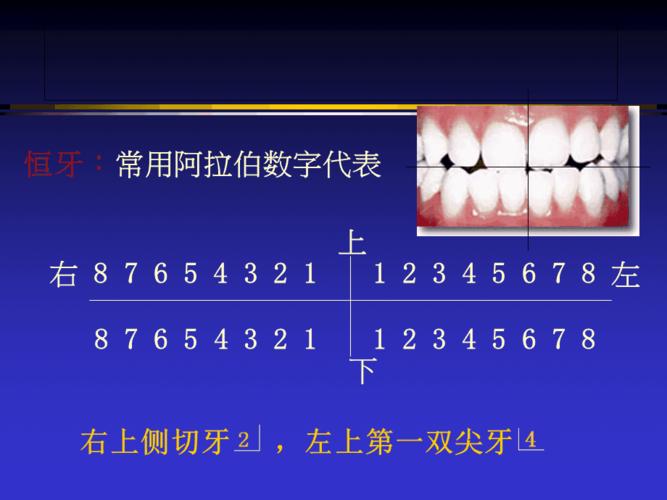 牙位记录法介绍