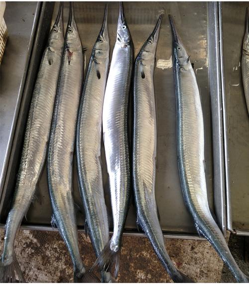 针梁鱼 针良鱼 新鲜针鱼野生鲜活海鱼非活体 莱州三山岛特产海鲜