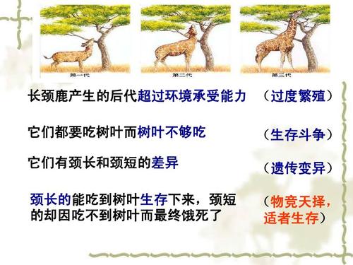 (物竞天择, 适者生存)