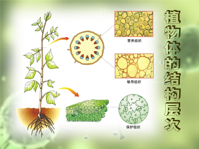 植物体的结构.ppt