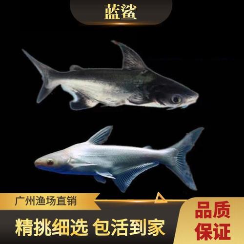 淡水鲨鱼成吉思汗鲨小蓝鲨白化鲨大白鲨虎鲨凶猛鱼热带鱼银龙配鱼