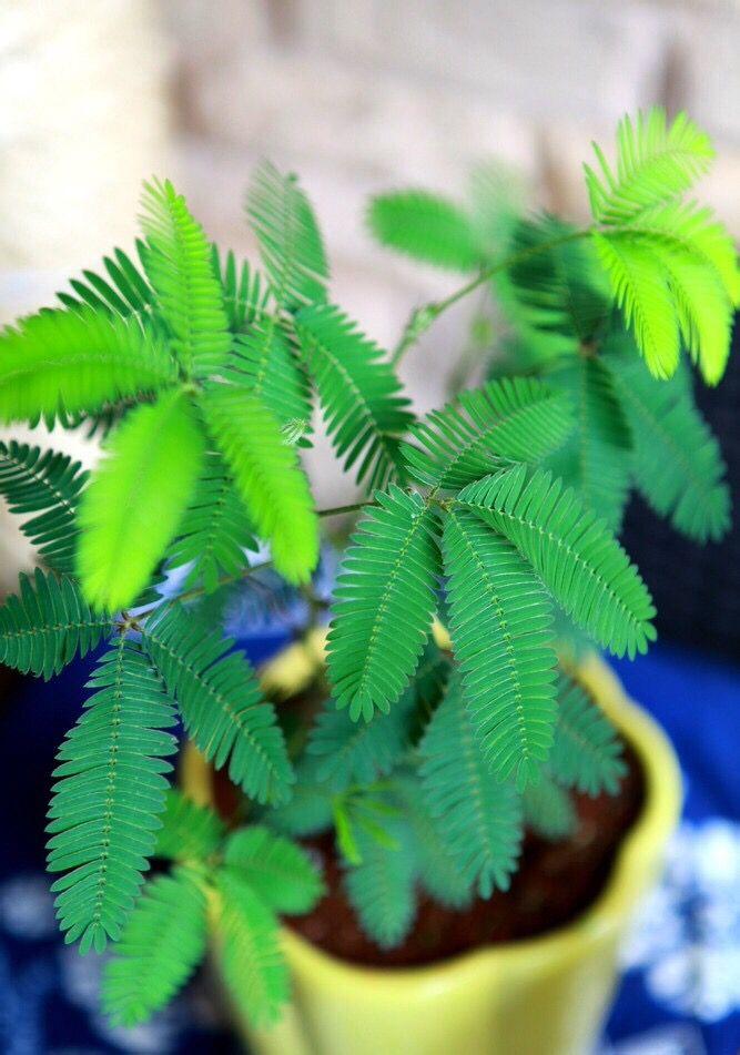 含羞草照片