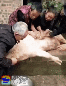 爆笑gif图:岁月是一把杀猪刀,捅了一刀又一刀